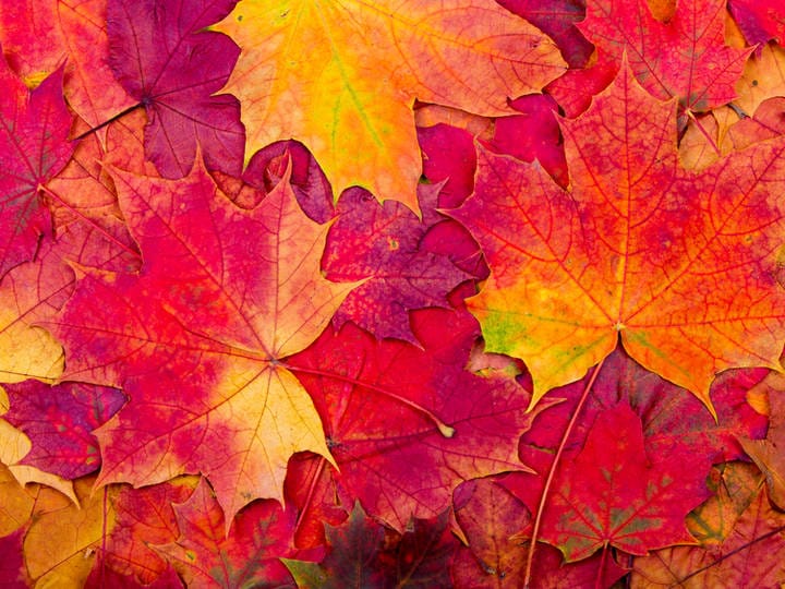 REVISED fall 2025 schedule, and plans for 2026